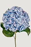 2 Adet Ortanca (Hydrangea) Fidanı - Göz Alıcı Çiçekler, 1-2 Yaş Arası Tüplü