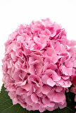 2 Adet Ortanca (Hydrangea) Fidanı - Göz Alıcı Çiçekler, 1-2 Yaş Arası Tüplü