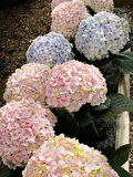 2 Adet Ortanca (Hydrangea) Fidanı - Göz Alıcı Çiçekler, 1-2 Yaş Arası Tüplü