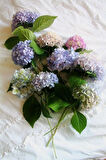 2 Adet Ortanca (Hydrangea) Fidanı - Göz Alıcı Çiçekler, 1-2 Yaş Arası Tüplü