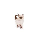 Royal Canin Yavru Kediler için Kuru Kedi Maması 400g