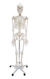 ERKENTMED WILLIAM İNSAN İSKELET MODELİ TAM BOY 180 CM İSKELET AFİŞ HEDİYELİ