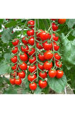 30 Adet Tohum Süper Paket Cherry Domates Tohumu Saksılık Süpriz Hediye Tohumludur