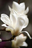 2 Yaşında Tüplü Yaprak Döken Manolya (Magnolia x soulangeana) Fidanı - Bahçeniz İçin Zarif Çiçekler ve Doğal Güzellik Katın