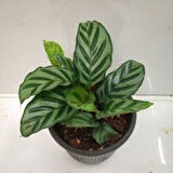 Calathea Louisae Dua Çiçegi Fidanı 10 cm