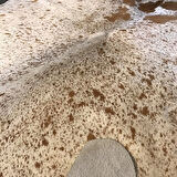 HAKİKİ DERİ DANA POSTU MİNİK BENEK 195 x 225 - 0601000008