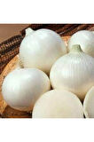 50 Adet Tohum Orjinal Tatlı Beyaz Soğan  Tohumu