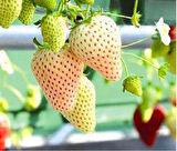 Lezzetli Beyaz Çilek Fidanı (Fragaria) - 1-2 Yaşında, Saksılı ve Meyve Vermeye Hazır