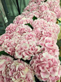 4 Adet Ortanca (Hydrangea) Fidanı - Canlı Renklerde Gösterişli Çiçekler, 1-2 Yaş Arası Tüplü