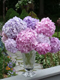 4 Adet Ortanca (Hydrangea) Fidanı - Canlı Renklerde Gösterişli Çiçekler, 1-2 Yaş Arası Tüplü