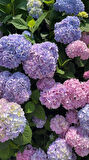 4 Adet Ortanca (Hydrangea) Fidanı - Canlı Renklerde Gösterişli Çiçekler, 1-2 Yaş Arası Tüplü