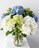 4 Adet Ortanca (Hydrangea) Fidanı - Canlı Renklerde Gösterişli Çiçekler, 1-2 Yaş Arası Tüplü