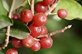 2 Yaşında Tüplü Güz Yemişi (Elaeagnus umbellata) Fidanı - Bahçenize Sağlıklı ve Lezzetli Meyveler Katın