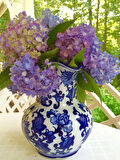 3 Adet Ortanca (Hydrangea) Fidanı - Göz Alıcı ve Canlı Çiçekler, 1-2 Yaş Arası Tüplü