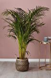 Areka Palmiyesi - Dypsis Lutescens Canlı Salon Bitkisi 150 -160cm