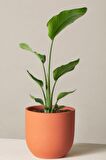 Starliçe Cennet Kuşu Çiçeği - Strelitzia Nicolai Canlı Salon Bitkisi 70 - 90 cm