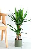 Yucca - Yuka Bitkisi İki Gövdeli Yucca Avize Çiçeği Canlı Salon Bitkisi 80 - 100 cm