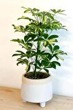 Schefflera Arboricola - Tek Gövdeli Alacalı Şeflera Canlı Salon Bitkisi 80 - 100 cm