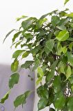 Ficus Daniella - Yeşil Ficus Canlı Salon Bitkisi 80 - 100 cm