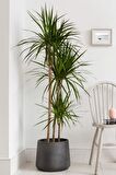 Dracaena Marginata XL - Madagaskar Dragon Ağacı Üç Gövdeli Canlı Salon Bitkisi 130 - 150 cm