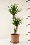 Dracaena Marginata XL - Madagaskar Dragon Ağacı Üç Gövdeli Canlı Salon Bitkisi 130 - 150 cm