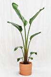 Starliçe Cennet Kuşu Çiçeği - Büyük Boy Strelitzia Nicolai Canlı Salon Bitkisi 160 - 180 cm