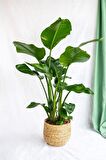 Strelitzia Nicolai - Üç Köklü Starliçe Cennet Kuşu Canlı Salon Bitkisi 140 - 160 cm