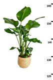 Strelitzia Nicolai - Üç Köklü Starliçe Cennet Kuşu Canlı Salon Bitkisi 140 - 160 cm