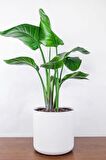 Strelitzia Nicolai - Çift Köklü Starliçe Cennet Kuşu Canlı Salon Bitkisi 80 - 100 cm