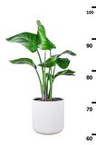 Strelitzia Nicolai - Çift Köklü Starliçe Cennet Kuşu Canlı Salon Bitkisi 80 - 100 cm
