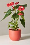 Red Anthurium Andraeanum - Kırmızı Antoryum Flamingo Canlı Salon Bitkisi 40 - 60 cm