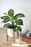 Dieffenbachia Tropik Snow - Difenbahya Canlı Salon Bitkisi 40 - 60 cm