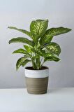 Dieffenbachia Tropik Snow - Difenbahya Canlı Salon Bitkisi 40 - 60 cm