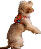 Design, Turuncu, Çantalı Göğüs Tasması, Köpek Sırt Çantası – 2’si 1 Arada Göğüs Tasması Fonksiyonlu, Ayarlanabilir, Küçük &amp; Büyük Irklar için, Small