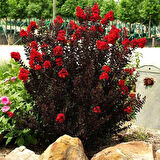Oya ağacı Black Diamond Best Red Siyah Yapraklı Kırmızı Çiçekli Oya Ağacı 1-2 yaş