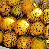TohumBaba Kavun Tohumu (Çeşme Kavunu) Pakette 10 Adet Tohum