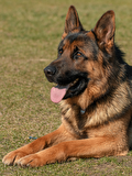 VITARMOR SUPPLEMENTS CURCUMIN KEDİ & KÖPEK Besin Takviyesi 30 Kapsül 650 mg