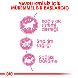 1 Kg Vakumlu Royal Canin Kitten Yavru Kedi Maması Yüksek Proteinli 