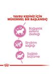 2 Kg Vakumlu Royal Canin Kitten Yavru Kedi Maması Yüksek Proteinli