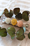 Urchin Yüzük Gold