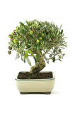 3 Adet Bonsai Zeytin Ağacı Tohumu