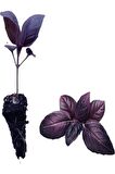 1 Adet Mor  Reyhan Fidesi (5-10 Cm) (Tohum Değildir Fidedir)
