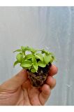 2 Adet Fesleğen Fidesi (5-10 Cm) Tohum Değildir Fidedir)