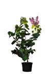 Kokulu Bahçe Seti Leylak Fidanı+Hanımeli Fidanı+Melisa Çiçeği Fidanı(40-80CM)