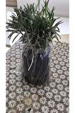 Bahçe Tipi Lavanta Fidanı 3 Adet 15-25 Cm Intermedia