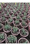 Saksılı Dağ Bahçe Kekiği Fidanı 10-20 Cm 1 Adet Thymus Vulgaris
