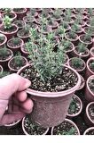Saksılı Dağ Bahçe Kekiği Fidanı 10-20 Cm 1 Adet Thymus Vulgaris