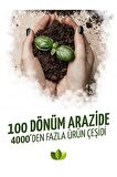 Buz Çiçeği Fidesi 10 Adet 5cm-15cm