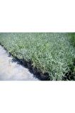 Saksılı Lavanta Fidanı 2 Adet 30-40 Cm (lavandula Intermedia)