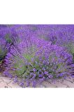 Saksılı Lavanta Fidanı 2 Adet 30-40 Cm (lavandula Intermedia)